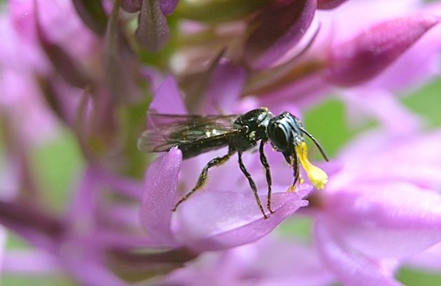 Ceratina cucurbitina (Apidae) su Anacamptis pyramidalis